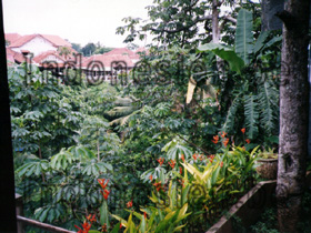 Pflanzen in Bogor