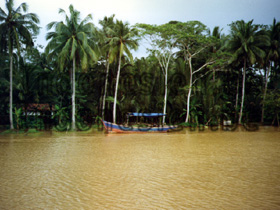 Boot in den Mangroven