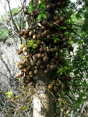 Couroupita Guianensis Baum in Asien, in einem Botanischen Garten auf der Insel Sri Lanka fotografiert.
