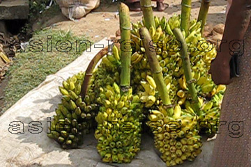Bananenstauden die auf dem Markt in Sri Lanka zum Verkauf angeboten werden.