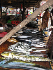 Frisch gefangene Fische die auf dem Markt in Sri Lanka zum Verkauf angeboten werden.