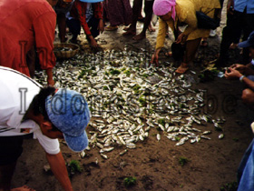 Pangandaran Fische am Strand