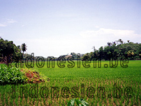 Reisfeld nahe Pangandaran